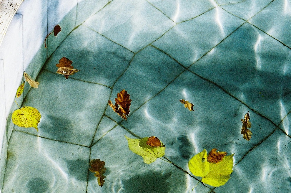 Leaf Management for Pools Surrounded by Trees: Skimmers, Nets and Smart Habits