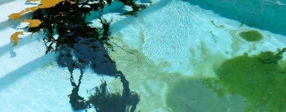 Black Algae vs Mustard Algae vs Green Algae