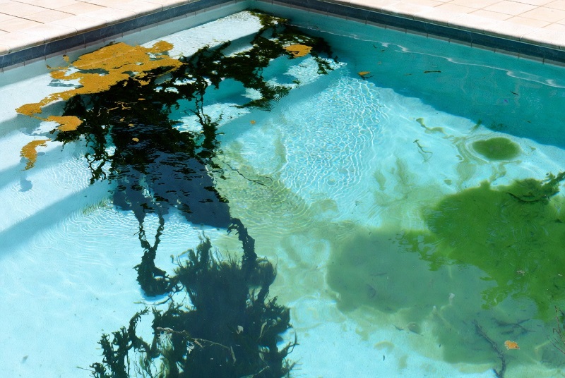 Black Algae vs Mustard Algae vs Green Algae: How to Tell Before You Treat