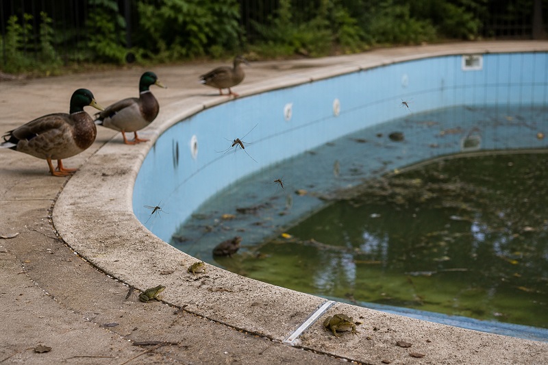 Ducks, Frogs and Mosquitoes Around an Unused Pool: Off-Season Prevention for Melbourne Homes